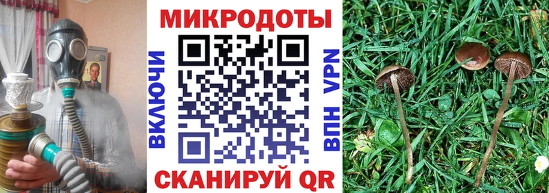 Псилоцибиновые грибы Cubensis  Верея 